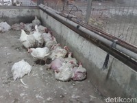 Harga Ayam Anjlok, Peternak Teriak