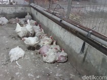 Rumah Potong Ayam di Palembang Belum Miliki Sertifikat Halal dan NKV