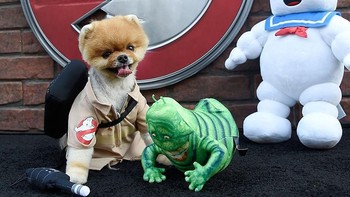 Begini pose Jiffpom ketika menghadiri pemutaran awal film Ghostbusters di tahun 2016. Seragam personil pembasmi hantu yang dipakai bikin Jiffpom makin menggemaskan. (Foto: Frazer Harrison/Getty Images)