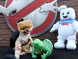 Bikin Gemas! Ini Jiffpom, Anjing Tajir berkat Instagram