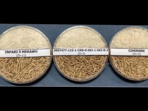 Petani Dapat Komersilkan Varietas Baru Tanpa Proses Pelepasan
