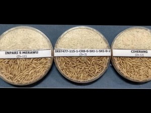 Atasi Stunting, Kementan akan Luncurkan Padi dengan Zinc Tinggi