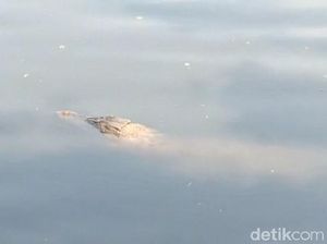 Dikira Kayu, Buaya 3 Meter Muncul di Kali Cengkareng