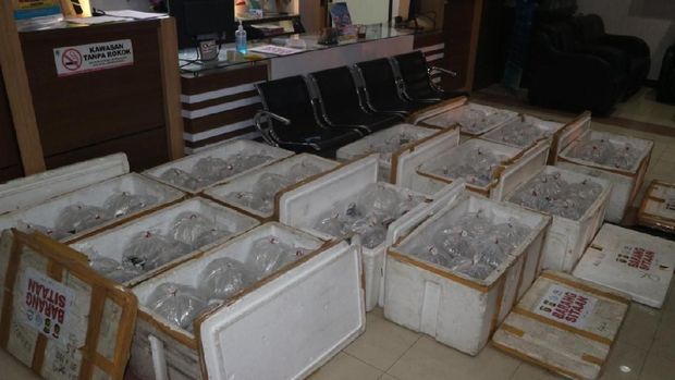 Polisi Gagalkan Penyeludupan 61 Ribu Benih Lobster ke 