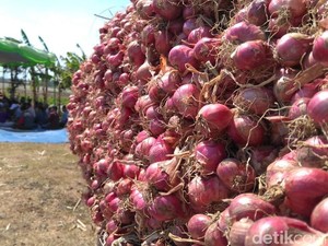 Harga Terjun Bebas, Petani Bawang Merah Gelar Doa Bersama
