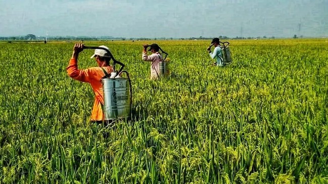 Swasembada Pangan Zaman Orba Mau Dilanjut Prabowo, Good or Bad?