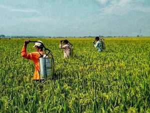 Amankan Produksi Padi, Kementan Latih Petani Kendalikan Hama