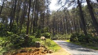 Foto: Situs ini berada di hutan pinus dan selalu ramai dikunjungi di akhir pekan. (Dadang Hermansyah/detikTravel)