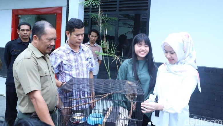 Anak Gubernur Sumsel Serahkan Kukang Seharga Rp 350 Ribu ke BKSDA Anak Gubernur Sumsel Serahkan Kukang Seharga Rp 350 Ribu ke BKSDA