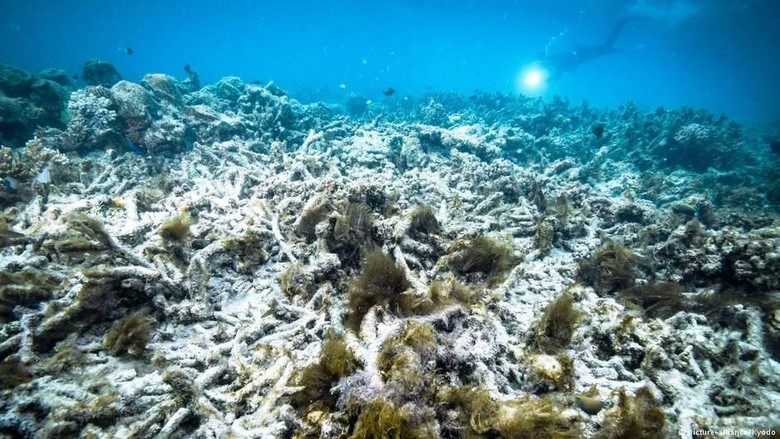 Startup Ini Membuat Terumbu Karang Tumbuh 50 Kali lebih Cepat Startup Ini Membuat Terumbu Karang Tumbuh 50 Kali lebih Cepat