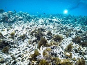 Startup Ini Membuat Terumbu Karang Tumbuh 50 Kali lebih Cepat