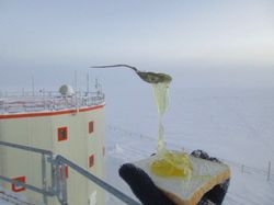Brr... Peneliti Ini Viral karena Masak di Suhu Minus 80 Derajat