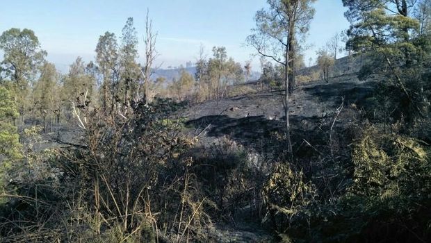 50 Hektar Lahan di Lereng Gunung Ijen Terbakar