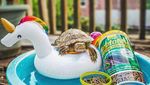 Gemas! Ini Dia Squishy dan Roshy, Kura-kura yang Doyan Makan