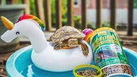 Saat santai, Rosy memilih berenang di atas floaties unicorn sambil ngemil makanan favoritnya. Nikmat! Foto: Instagram cityturtles