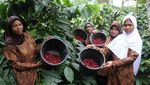 Ini Dua dari 10 Besar The Best Indonesian Coffee
