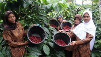 Kopi Senggani dari Kelompok Tani Bangkit Desa Pengundungan, Kec Pejawaran, kab. Banjarnegara, dan Kopi Krinjing dari Kelompok Tani Bumi Asih Desa Krinjing, kec. Watu Malang, Kab. Wonosobo melaju hingga babak final untuk memperebutkan juara 1 hingga 3 yang akan diselenggarakan 19 Oktober mendatang di Yogyakarta. Pool/PLN.