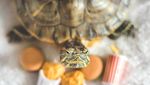 Gemas! Ini Dia Squishy dan Roshy, Kura-kura yang Doyan Makan