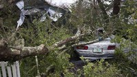 Tampak sebuah mobil rusak akibat tertimpa pohon yang tumbang akibat terjangan Topan Michael. Joe Raedle/Getty Images.