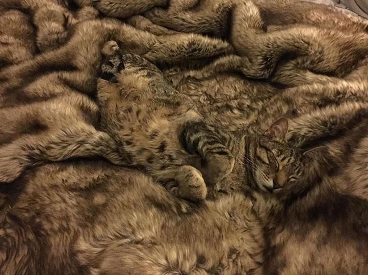 Bisa Lihat Apa Saja yang Tersembunyi di Foto-foto Ini?