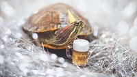Gimana nih pose Squishy atau Rosy yang minum bir? Ia menikmatinya saat merayakan tahun baru. Foto: Instagram cityturtles
