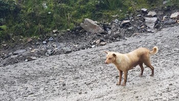 Anjing ini beberapa kali masuk ke kawasan pertambangan Freeport di Pegunungan Jayawijaya, namun memang dibiarkan saja demi kelestariannya (dok Istimewa/Maximus)