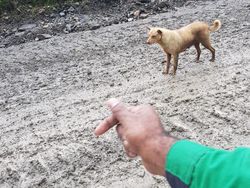 Anjing Bernyanyi yang Bangkit dari Kepunahan di Papua