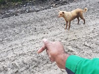 Anjing Dingo di Papua