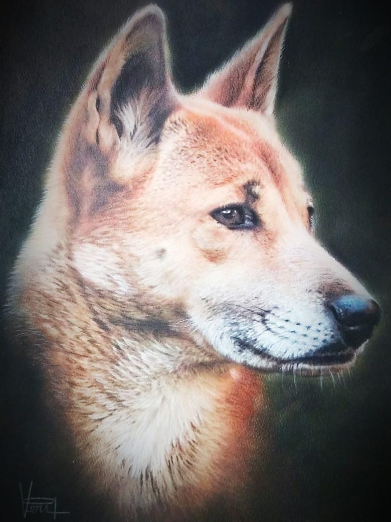 anjing mirip serigala ditemukan