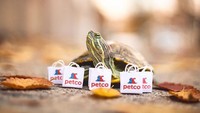 Wih! Siapa sangka kalau Squishy dan Rosy juga doyan belanja. Tas mungil belanjaannya isi makanan bukan ya? Foto: Instagram cityturtles