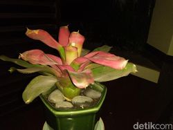 Menjajal Kemampuan Kamera Nokia 6.1 Plus