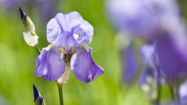 Sejarah esens atau bibit parfum ini berasal dari pedesaan di Italia. Adalah minyak orris dari bunga iris yang mengandung bahan parfum paling langka di dunia (imageBROKER/Alamy/BBC Travel)Â Sejarah esens atau bibit parfum ini berasal dari pedesaan di Italia. Adalah minyak orris dari bunga iris yang mengandung bahan parfum paling langka di dunia (imageBROKER/Alamy/BBC Travel)Â