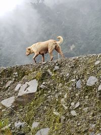 Dingo, Anjing Misterius di Papua Penjaga Puncak Tertinggi Indonesia