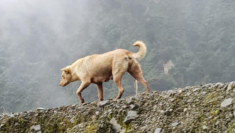 Anjing Dingo di Papua
