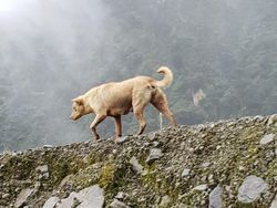 Anjing Bernyanyi yang Bangkit dari Kepunahan di Papua