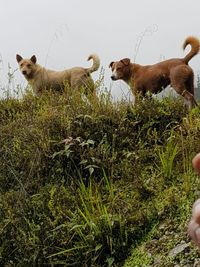 Dingo, Anjing Misterius di Papua Penjaga Puncak Tertinggi Indonesia