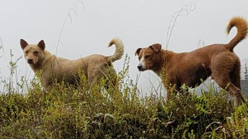 Pemandu wisata petualangan melaporkan keberadaan anjing ini dan tim ilmuwan pun mulai bergerak meneliti ke Puncak Jaya, Papua. Saat detikcom ikut ekspedisi ke Cartensz juga melihat anjing ini (dok Istimewa/Maximus)