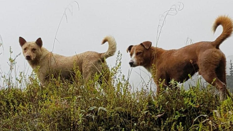 Anjing Dingo di Papua Anjing Dingo di Papua
