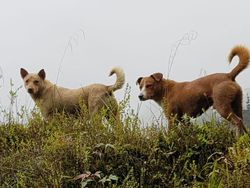 Anjing Bernyanyi yang Bangkit dari Kepunahan di Papua