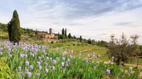 Bunga-bunga ini tumbuh di Tuscany, di mana telah dibudidayakan dan dijual di toko-toko. Dikelilingi oleh lereng bukit curam, ada lahan bunga dan pabrik yang telah beroperasi selama hampir dua abad (Kokophotos/Alamy/BBC Travel)