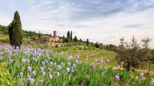 Bunga-bunga ini tumbuh di Tuscany, di mana telah dibudidayakan dan dijual di toko-toko. Dikelilingi oleh lereng bukit curam, ada lahan bunga dan pabrik yang telah beroperasi selama hampir dua abad (Kokophotos/Alamy/BBC Travel) Bunga-bunga ini tumbuh di Tuscany, di mana telah dibudidayakan dan dijual di toko-toko. Dikelilingi oleh lereng bukit curam, ada lahan bunga dan pabrik yang telah beroperasi selama hampir dua abad (Kokophotos/Alamy/BBC Travel)