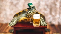 Squishy dan Rosy adalah kura-kura jenis red-eared slider. Sang pemilik kerap membuatkan foto-foto Instagenic untuk keduanya. Foto: Instagram cityturtles