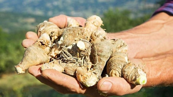 Di Pruneti, akar iris dibiarkan di bawah tanah selama 4 tahun. Sementara itu, saat bunga dalam siklus pertumbuhan para petani menyiangi, memotong dan mamanennya. Panen dilakukan pada bulan-bulan di musim panas, dari bulan Juni-September ketika umbi digali (imageBROKER/Alamy/BBC Travel) 