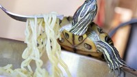 Eh, emangnya kura-kura doyan mie ya? Foto: Instagram cityturtles