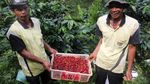 Ini Dua dari 10 Besar The Best Indonesian Coffee