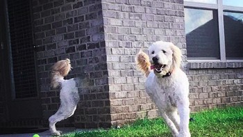 Si anjing yang bisa tembus tembok. (Foto: Brightside)