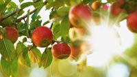Makanlah Buah Apel Setiap Hari untuk Dapatkan 10 Khasiat Sehat Ini