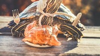 Nyam nyamm! Rosy bergaya nih saat hendak makan kalkun di depannya. Tuh, kura-kura juga bisa memegang garpu dan pisau lho. Foto: Instagram cityturtles