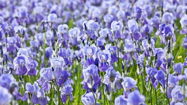 Nuansa wangi raspberry, violet dan lada membuat aroma orris langka. Esens itu disuling dari akar iris yang terkenal dalam lukisan dari Vincent van Gogh (imageBROKER/Alamy/BBC Travel) 