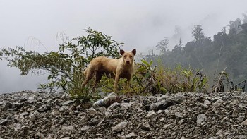 Awalnya, pada 2012 anjing-anjing ini terlihat di sekitar tambang PT Freeport Indonesia di Grasberg, Timika, Papua, dengan ketinggian 3.352 hingga 4.267 mdpl, tepatnya di kawasan Pegunungan Tengah di rangkaian Pegunungan Jayawijaya (dok Istimewa/Maximus)